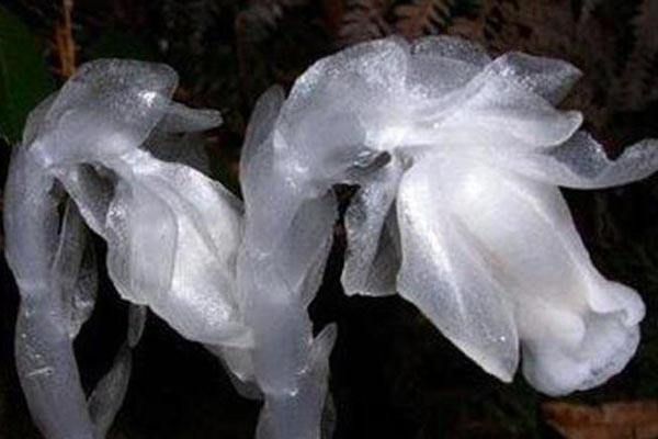 四川發(fā)現(xiàn)冥界之花